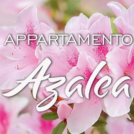 Kaora *