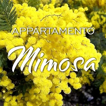 Kaora *